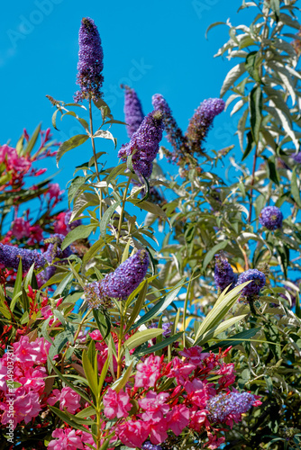 Floraison du buddleia