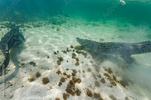 Cuadro en lienzo Top down closeup of two American crocodiles, Crocodylus acutus, jaw closed, swim