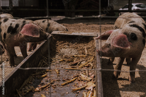 Принти на полотні A group of young pigs gathered around a trough on a rural farm, drinking liquid feed in warm natural light, showing everyday livestock care and the raw, earthy atmosphere of traditional agriculture