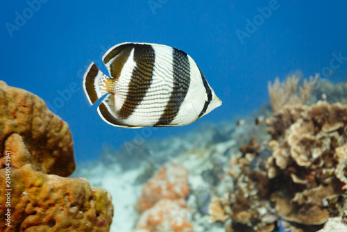 Foto Closeup, Black and white 4 banded butterfly fish, Chaetodon striatus, swims by l