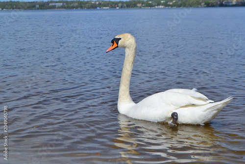 White Swan on the Lake. Mute Swan (Cygnus olor) gliding across the Lake at sunset. European bird wildlife. A beautiful swan swimming in a pond.A mute swan wading in a deep lake