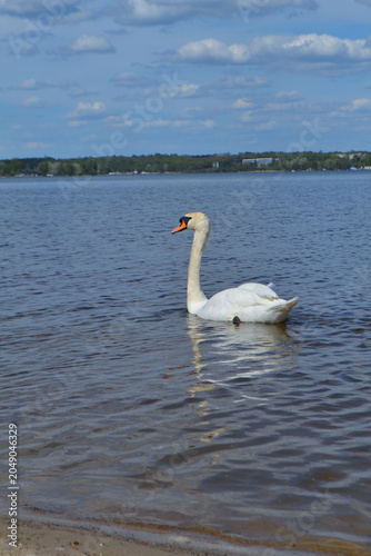 White Swan on the Lake. Mute Swan (Cygnus olor) gliding across the Lake at sunset. European bird wildlife. A beautiful swan swimming in a pond.A mute swan wading in a deep lake