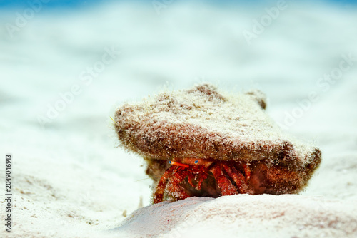 Foto Closeup of a Small white spotted hermit crab, Dardanus, megistos,walks across a