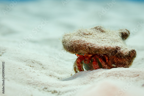 Photography Small white spotted hermit crab, Dardanus, megistos, camouflaged in sand