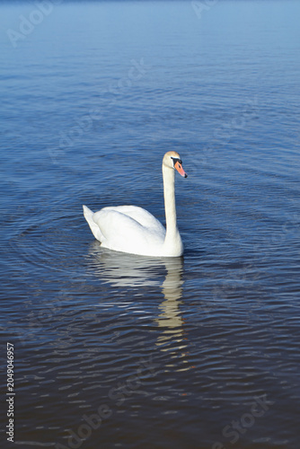 White Swan on the Lake. Mute Swan (Cygnus olor) gliding across the Lake at sunset. European bird wildlife. A beautiful swan swimming in a pond.A mute swan wading in a deep lake