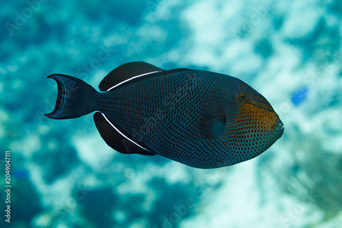 фотографія Close up of side of Black triggerfish, black durgon,  Melichthys niger