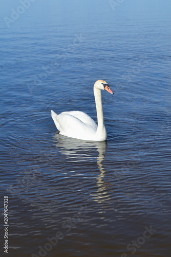 White Swan on the Lake. Mute Swan (Cygnus olor) gliding across the Lake at sunset. European bird wildlife. A beautiful swan swimming in a pond.A mute swan wading in a deep lake