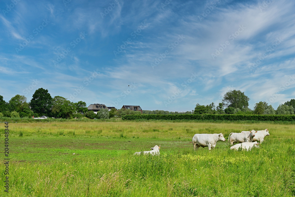 Fototapeta premium White beef cattle grazing in a lush green pasture field under a blue summer sky in Rumpt during June
