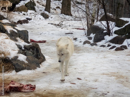 Фотография Wolf at international wolf center eye meat put out for their dinner