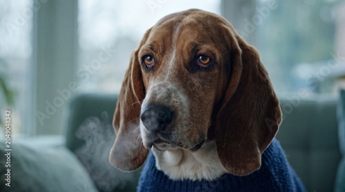 Sad Beagle Dog Portrait Indoors by Window Light