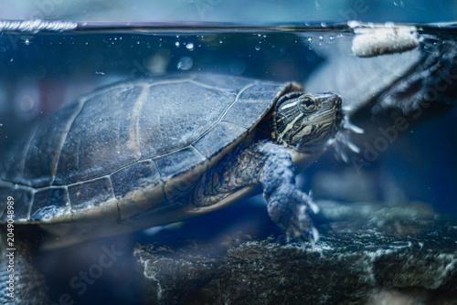 фотографія Pet Turtle Swimming in a Tank