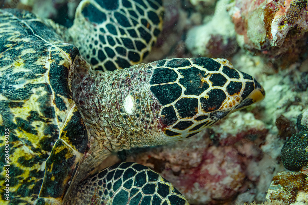 Fototapeta premium Close up of hawksbill turtle's head feeding on coral reef