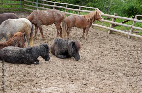 Miniature Ponies Resting and Standing in Farm Paddock
