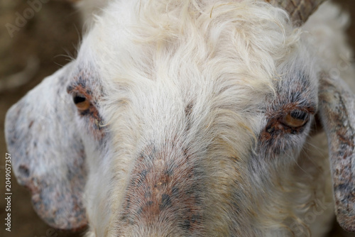 Close-Up Portrait of White Goat Eyes and Fur Texture on Farm