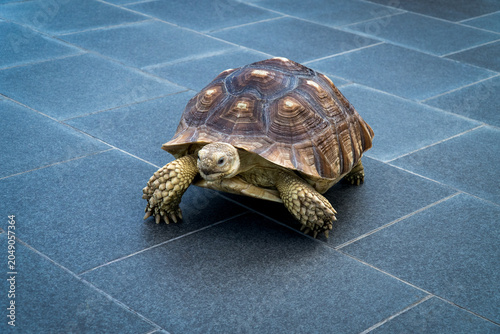 A Sulcata tortoise is walking on the floor of the mall's terrace during an event.