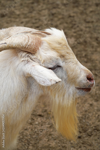Side profile view of a white horned goat standing in a rural farm environment