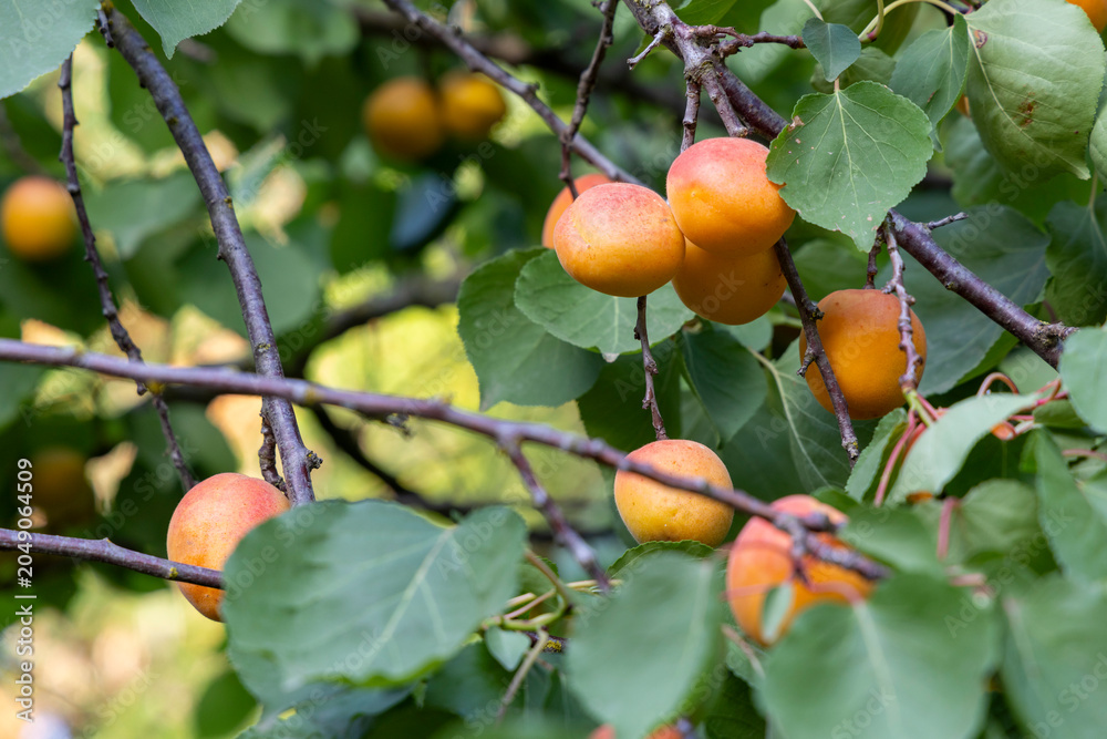 Obraz premium Ripe apricots hanging from tree branches in orchard
