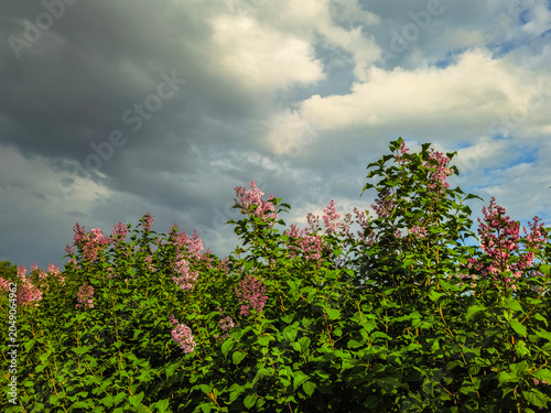 Pink blossoms rise above green leaves