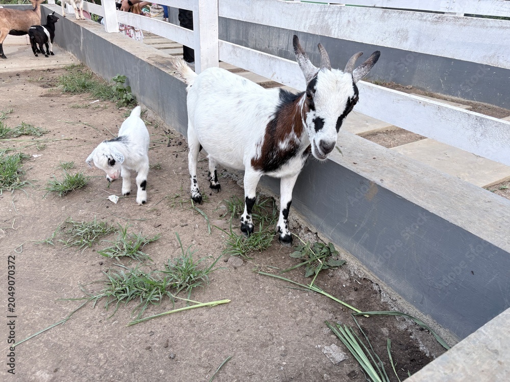Obraz premium Premium American Goat and Kid in Modern Farm Ranch