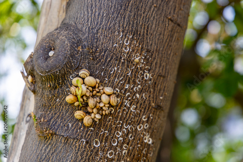 Cuadro en lienzo Snails clustering on tree bark for estivation