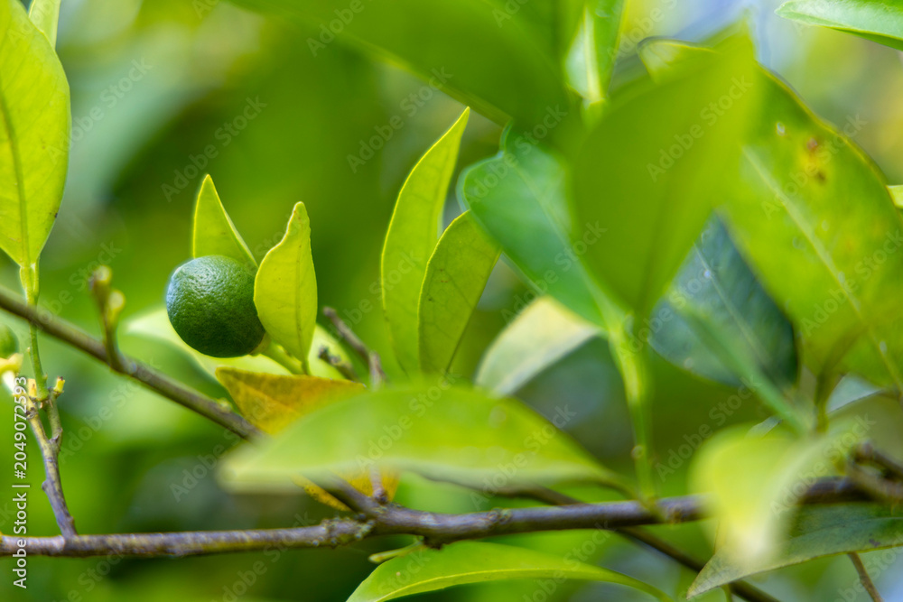 Obraz premium Citrus fruit growing on tree branch