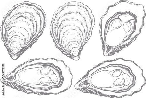 Tableau sur toile Hand-drawn of five oysters, some open, some closed