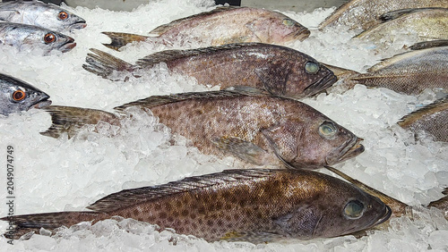 Obraz na plátně Fresh whole grouper fish displayed on a bed of crushed white ice at a supermarket seafood counter, showing their dark spotted scales