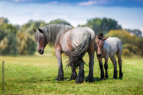 Photos Belgian horse with foal