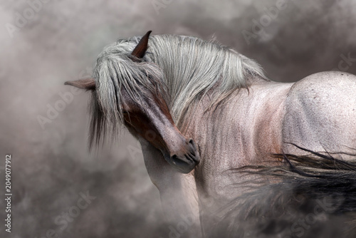 Tableau sur toile Belgian draft horse portrait