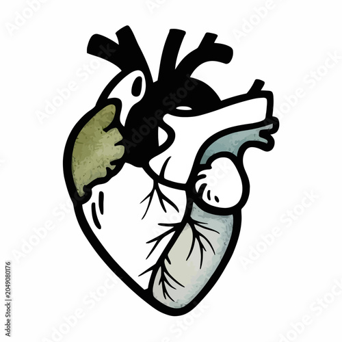 human heart anatomy