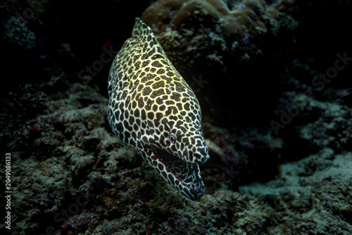 Photography Closeup of yellow spotted moray eel face and eye  with mouth open