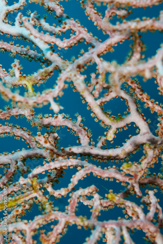 closeup of branching lace pattern and polyps on branching coral