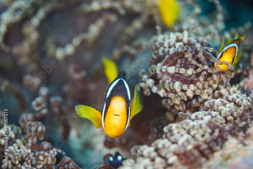 Fotografía Yellow and black clown fish swim in sea anemones in south pacific