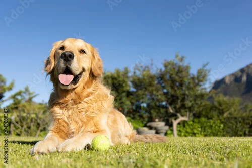 Fototapeta samoprzylepna Golden retriever lying on mown lawn, panting by tennis ball, hedges and stone stack, mountain