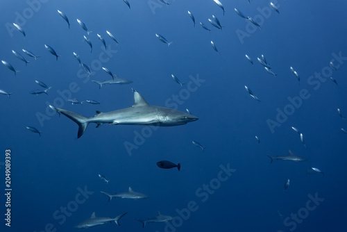Quadro su tela Closeup of silvertip shark,Carcharhinus albimarginatus with others circling arou
