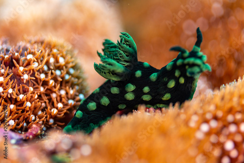 Foto A green nudibranch with light green spots crawls on orange coral.