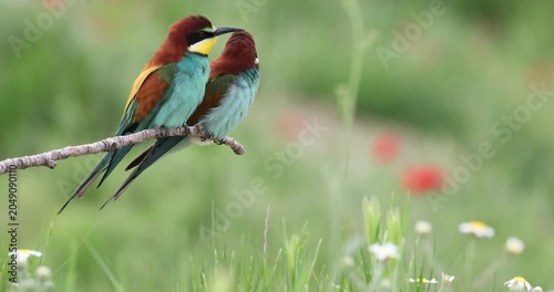 European Bee eater on a cloudy early spring day in a field of poppies and daisies