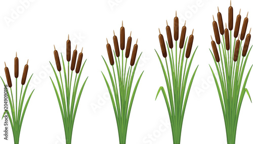 Bild auf Leinwand Vector illustration of cattail plants in growth stages with tall green leaves an