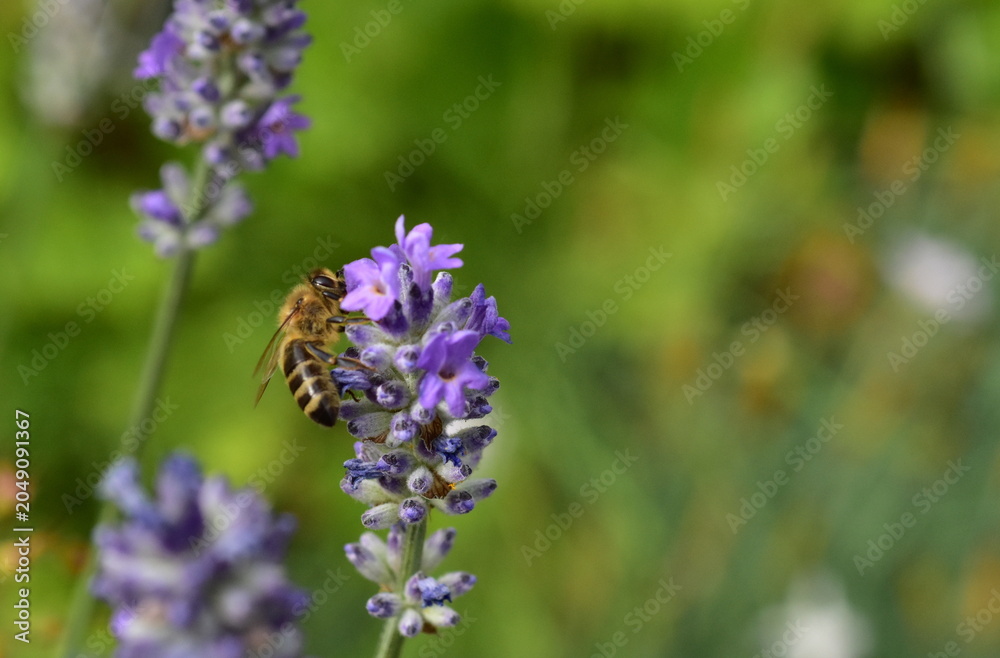 Obraz premium Biene an lila Lavendelblüten