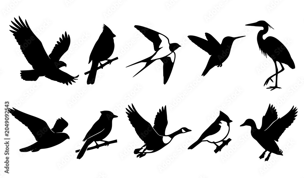 Fototapeta premium Flying Birds Silhouette Collection Wildlife Nature Vector Set