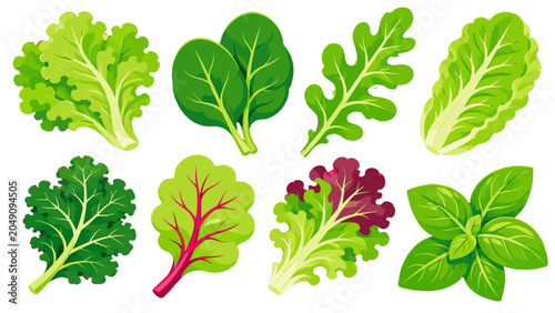 Foto Set of leafy green salad vegetables and basil vector icons
