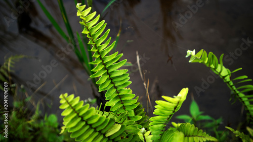 Εκτύπωση καμβά Ferns (Pteridophyta) are a group of vascular plants that have true roots, stems, and leaves