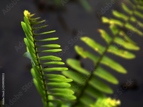 Photos Ferns (Pteridophyta) are a group of vascular plants that have true roots, stems, and leaves