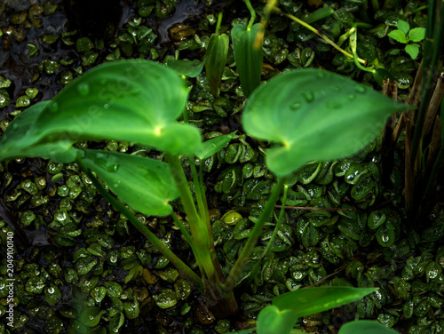 Fotografie Monochoria korsakowii, an annual aquatic plant of the water hyacinth family (Pon
