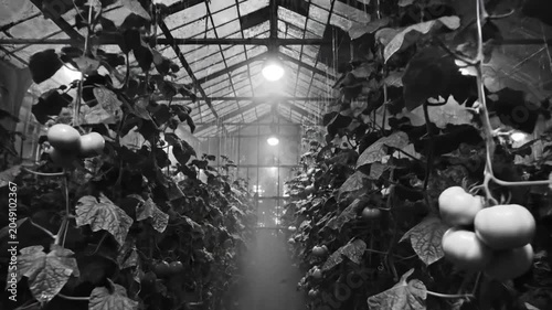 Black and white view of a greenhouse interior with tomatoes hanging from plants and bright overhead lights
