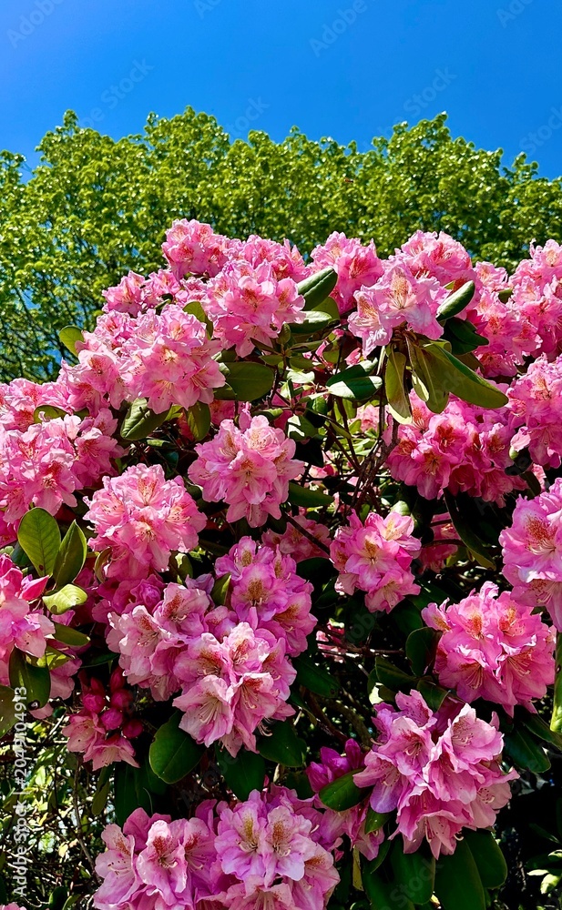 Obraz premium Cluster of pink flowers blooming on a bush,
