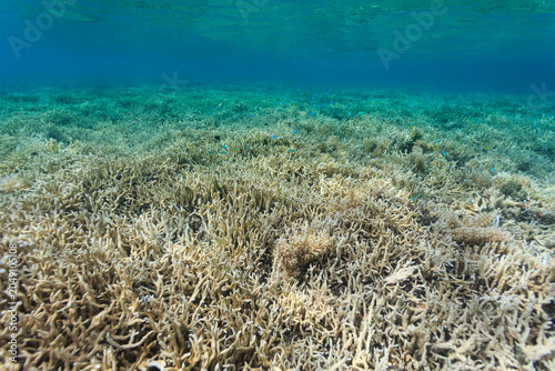 expansive view of bleaching branching coral in shoals on reef in palau