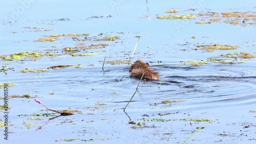 Nutria swimming in a lake, surrounded by algae on the water's surface, nutria in the sunshine, nutria swimming among algae, brown fur of the nutria, whiskers of the rodent, Myocastor coypus