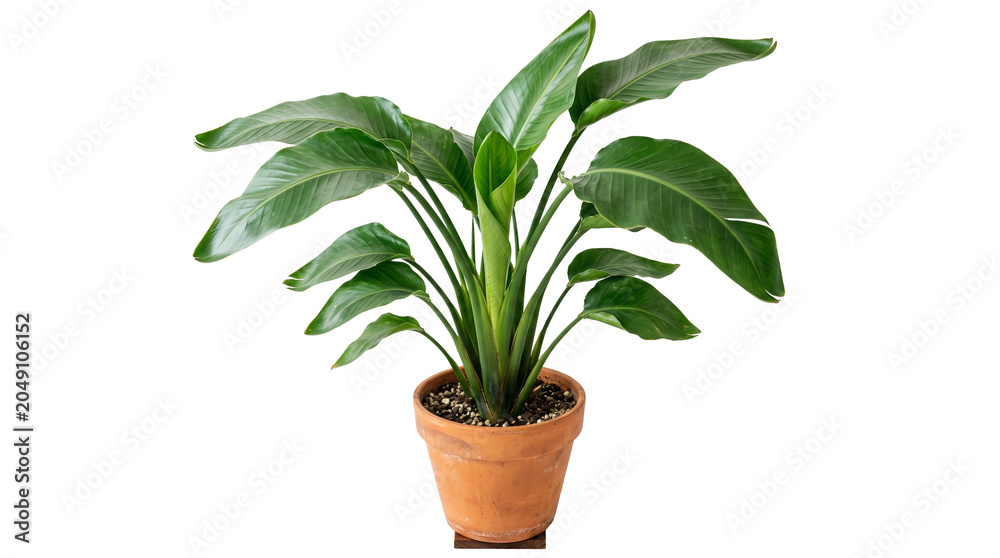 Fototapeta premium Lush Bird of Paradise Plant in Terracotta Pot, Isolated on White Background