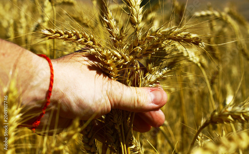 Male Hand Holding Ripe Wheat Ears in a Golden Field During Harvest Season